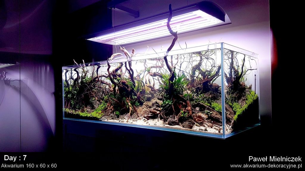 Aran%C5%BCacja zak%C5%82adanie akwarium akwari%C3%B3w Akwarium dekoracyjne ro%C5%9Blinne zak%C5%82adanie akwarium zak%C5%82adanie warszawa polska akwarium naturalne nature aquarium aquascape Darksoil twinstar azoo 1024x576