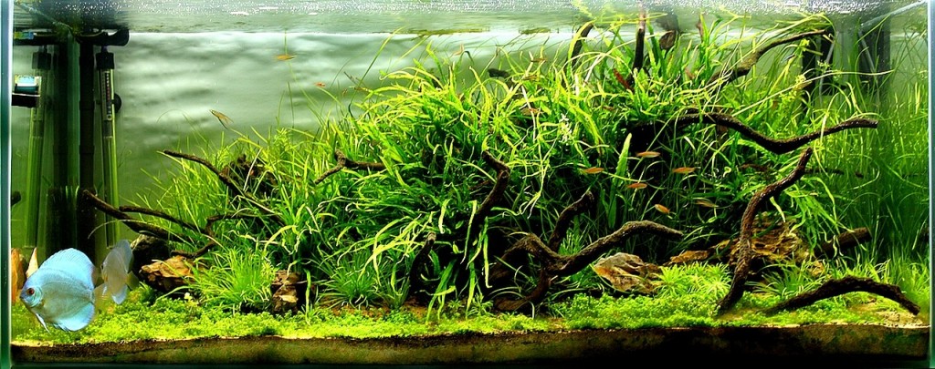 Akwarium naturalne ryuboku 1 Paradise island Iwona Mielniczek