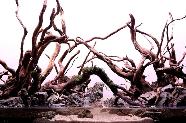 akwarium dekoracyjne Further to the north Paweł Mielniczek 3