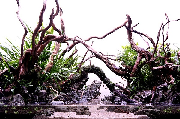 akwarium dekoracyjne Further to the north Paweł Mielniczek 4