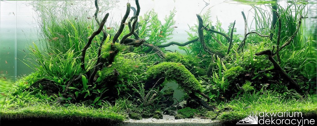 akwarium-dekoracyjne-Further-to-the-north-Paweł-Mielniczek-9 paweł mielniczek 2