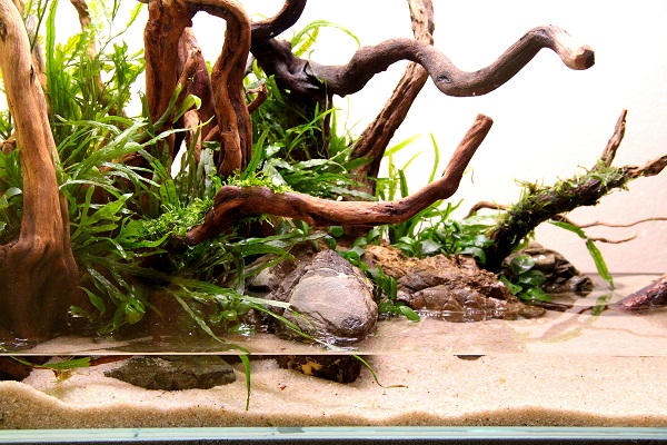 akwarium mizube azoo 1