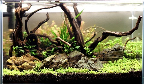 akwarium naturalne 1
