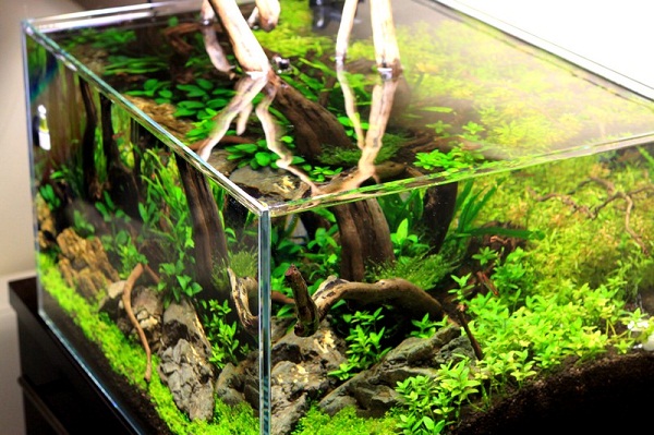 akwarium naturalne 2
