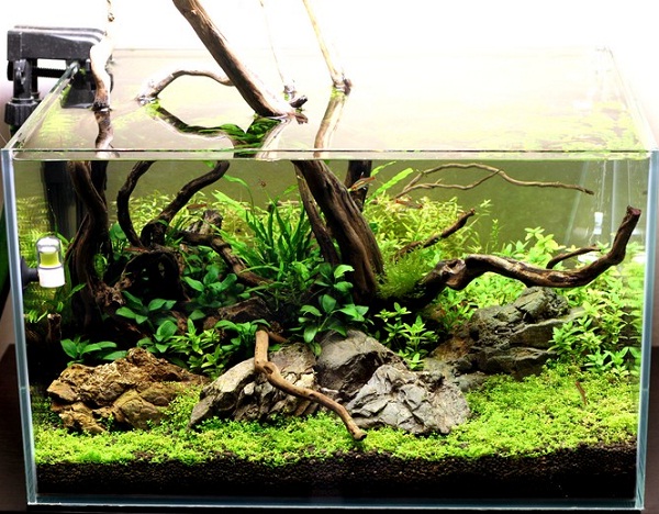 akwarium naturalne 3