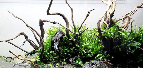 akwarium roślinne 240l 3