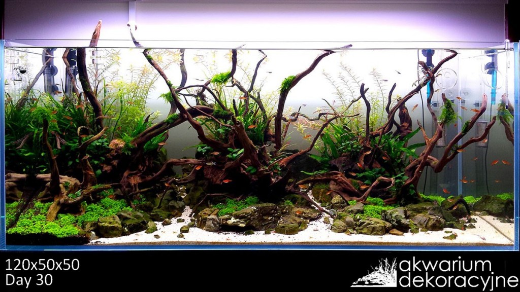 zakładanie akwarium 120x50x50 serwis akwarium