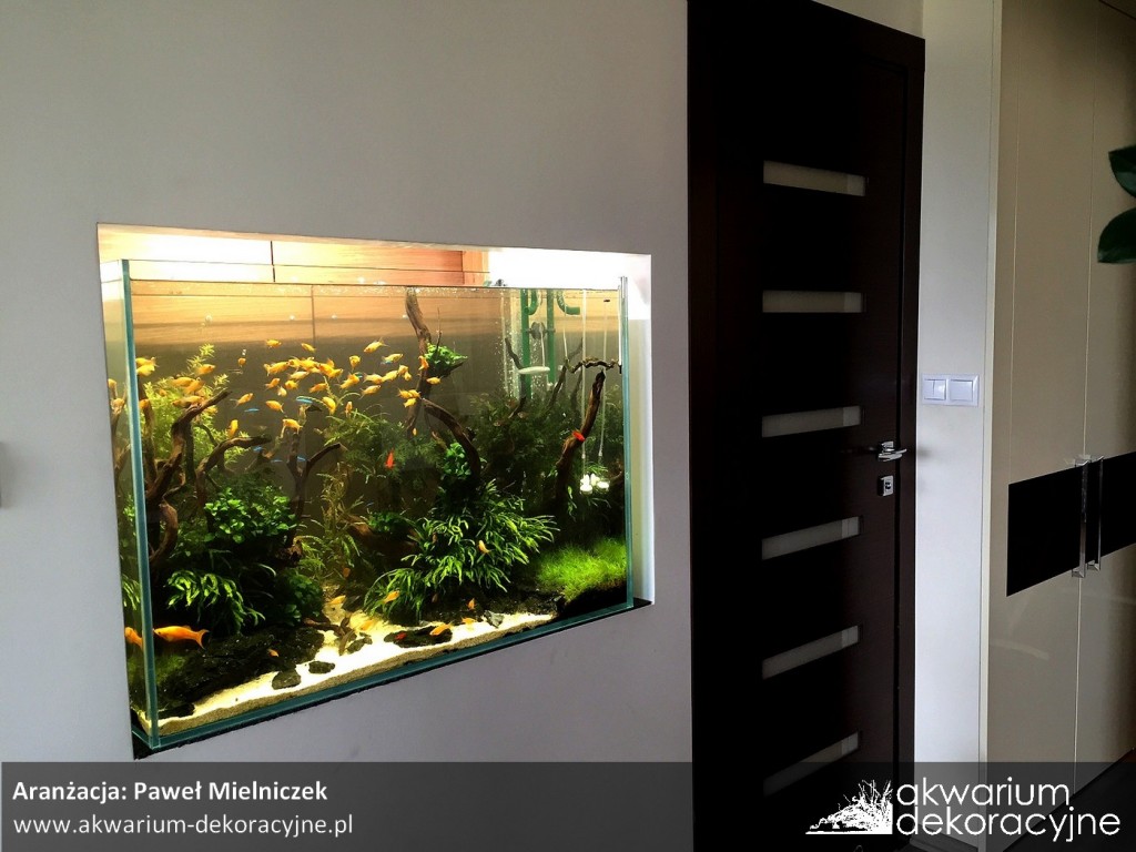 akwarium w ścianie zakładanie akwarium zakładanie akwari&oacute;w akwarium dekoracyjne warszawa polska akwarium roślinne