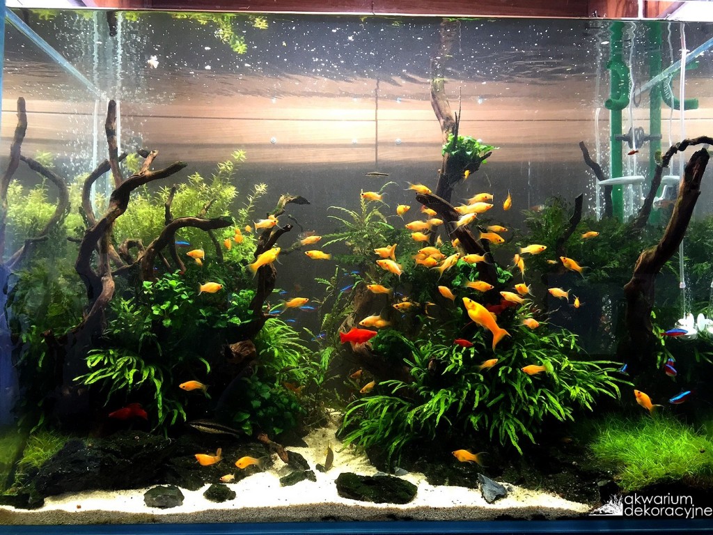 akwarium w ścianie zakładanie akwarium zakładanie akwari&oacute;w akwarium dekoracyjne warszawa polska