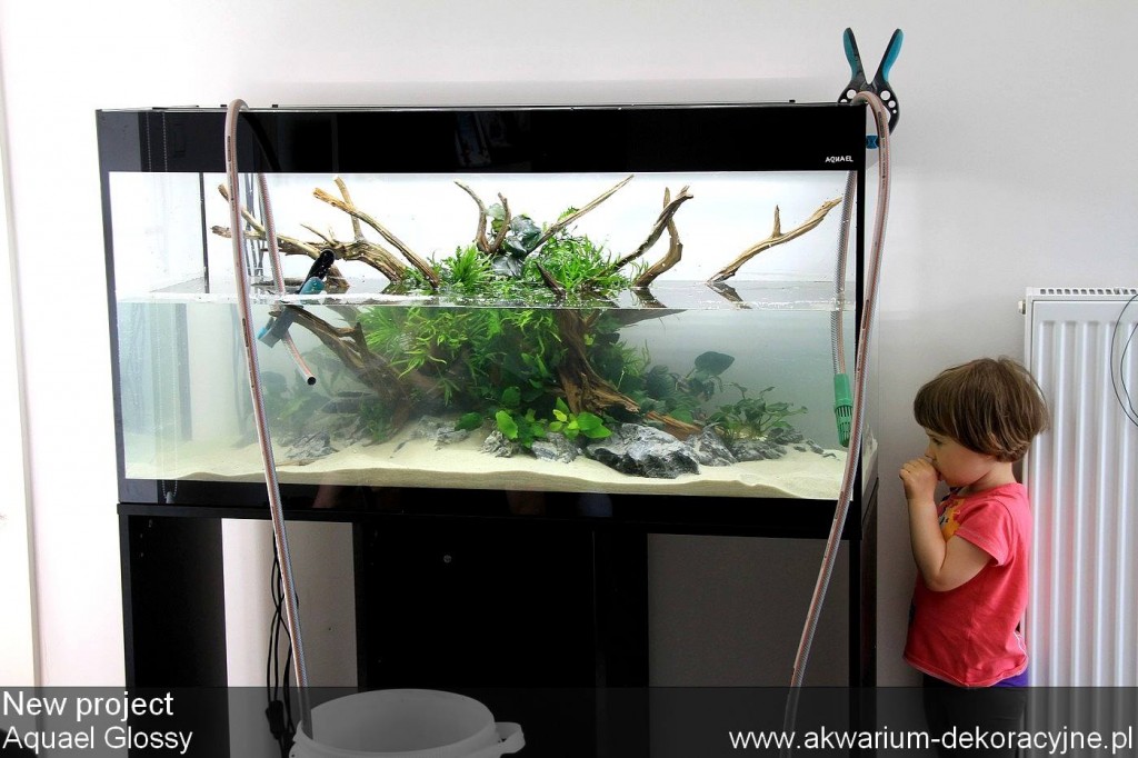 Aquael Glossy zakładanie akwariów warszawa zakładanie akwarium dekoracyjne 3