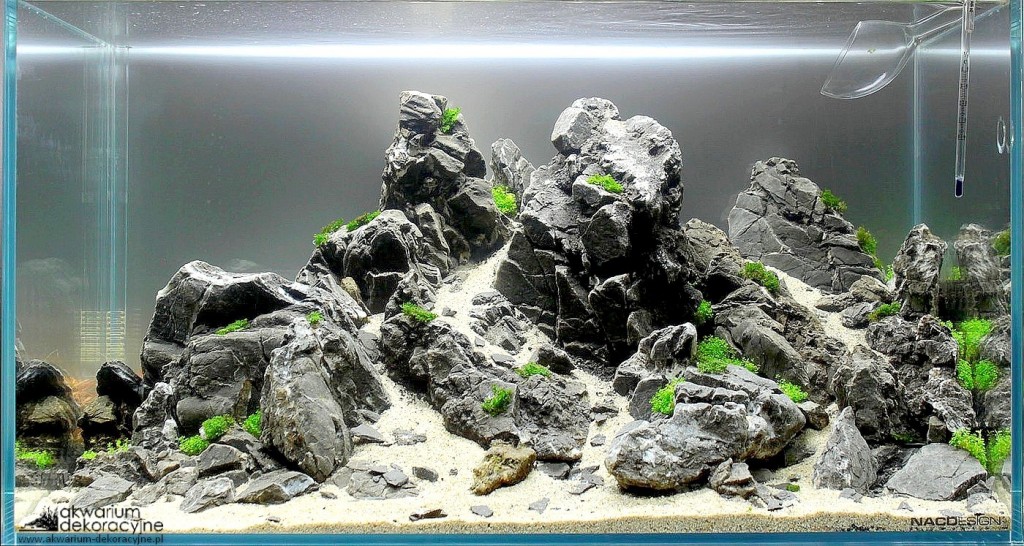 zakładanie akwarium naturalne iwagumi optiwhite elos ada manten stones