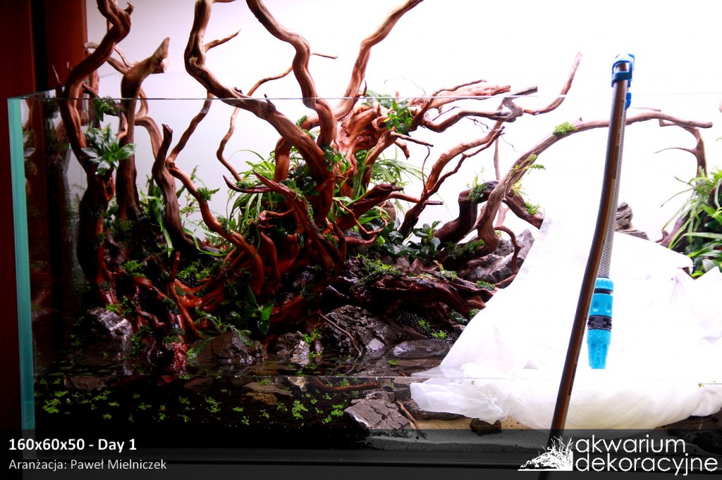 Akwarium dekoracyjne zakładanie akwarium zakładanie akwari&oacute;w warszawa polska piaseczno akwarium naturalne nature aquarium aquascape 2