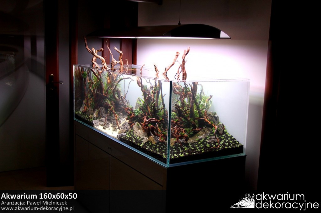 Akwarium dekoracyjne zakładanie akwarium zakładanie akwari&oacute;w warszawa polska piaseczno akwarium naturalne nature aquarium aquascape 3