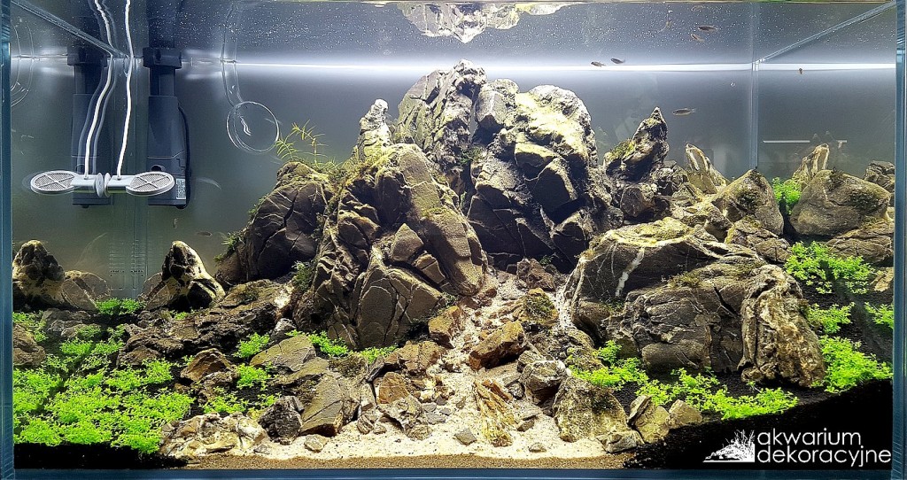 Akwarium dekoracyjne Iwagumi zakładanie akwarium zakładanie warszawa polska akwarium naturalne nature aquarium aquascape Darksoil twinstar azoo eheim skim 21