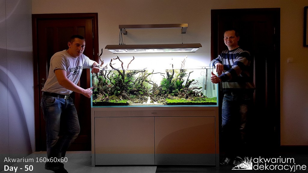 Akwarium dekoracyjne zakładanie akwarium zakładanie akwari&oacute;w warszawa polska piaseczno akwarium naturalne nature aquarium aquascape