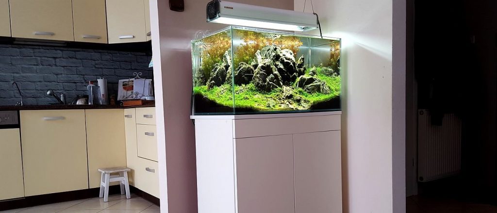 Akwarium dekoracyjne Iwagumi zakładanie akwarium zakładanie warszawa polska akwarium naturalne nature aquarium aquascape Darksoil twinstar azoo eheim skim 3 5