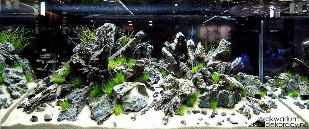 Akwarium dekoracyjne Iwagumi zakładanie akwarium zakładanie warszawa polska akwarium naturalne nature aquarium aquascape aquael leddy slim unimax interzoo optiwhite 3