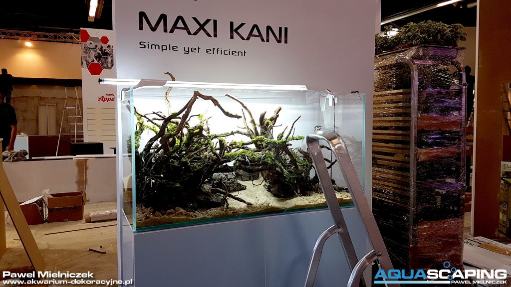 80x40x50 akwarium naturalne dekoracyjne zakładanie akwarium