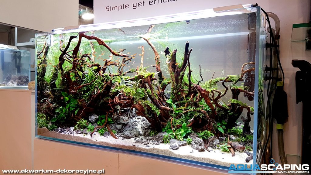 80x40x50 akwarium naturalne dekoracyjne zakładanie akwarium aranżacja