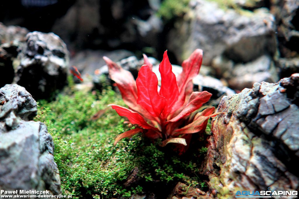 Maxlite LifeAqua Master Pro 1