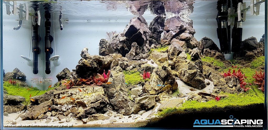 iwagumi zakładanie akwarium akwarium dekoracyjne
