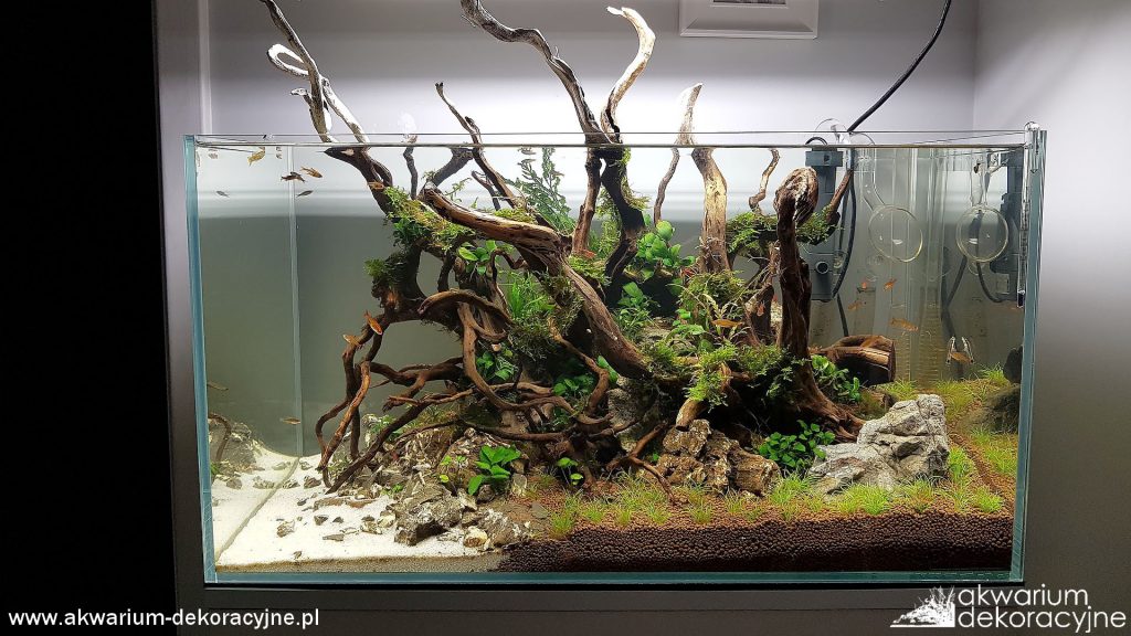 zakładanie akwarium paweł mielniczek akwarium dekoracyjne akwarium hardscape EQUO MIZUBE 3