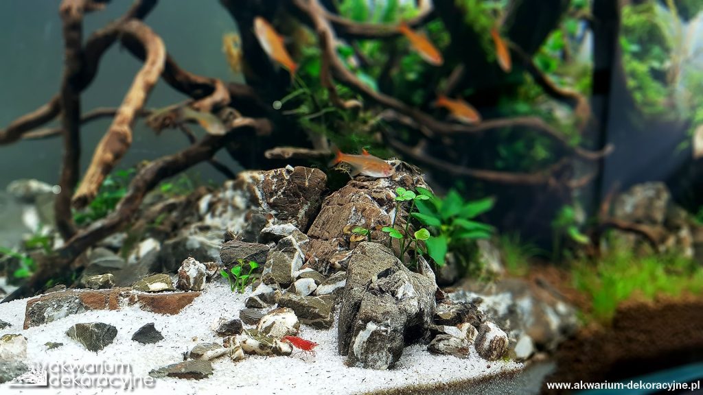 zakładanie akwarium paweł mielniczek akwarium dekoracyjne akwarium hardscape EQUO MIZUBE 5