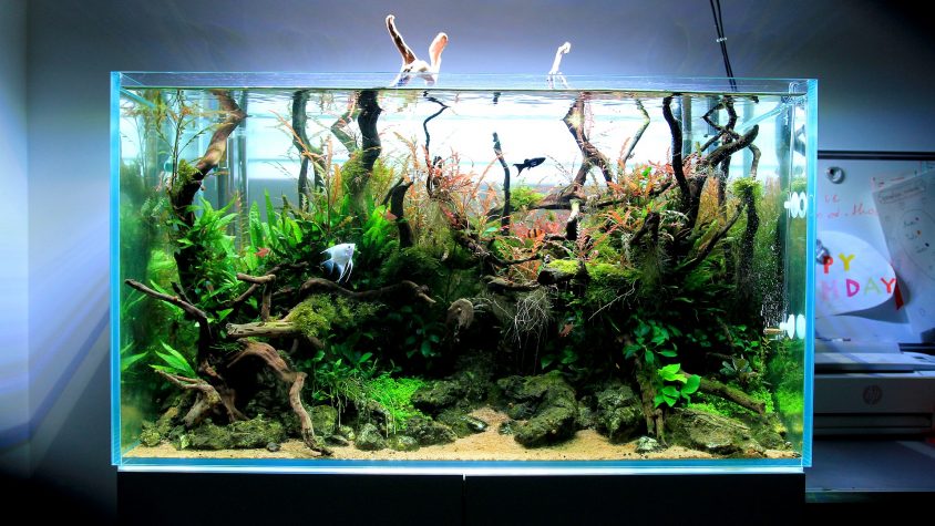 nature aquarium