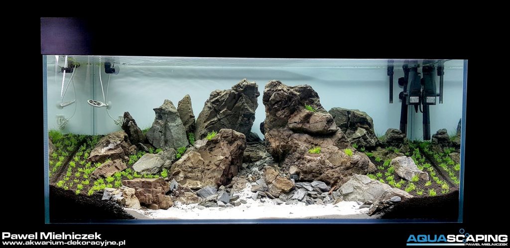 zakładanie akwarium dekoracyjnego