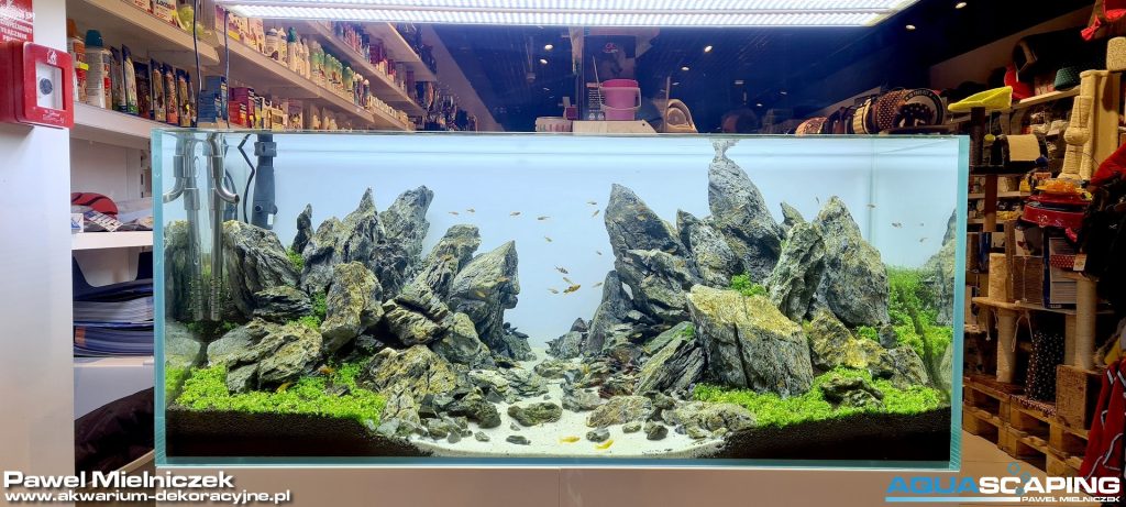 zakladanie akwarium Pawel Mielniczek