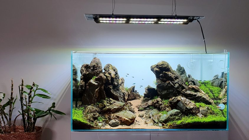 akwarium dekoracyjne Iwagumi