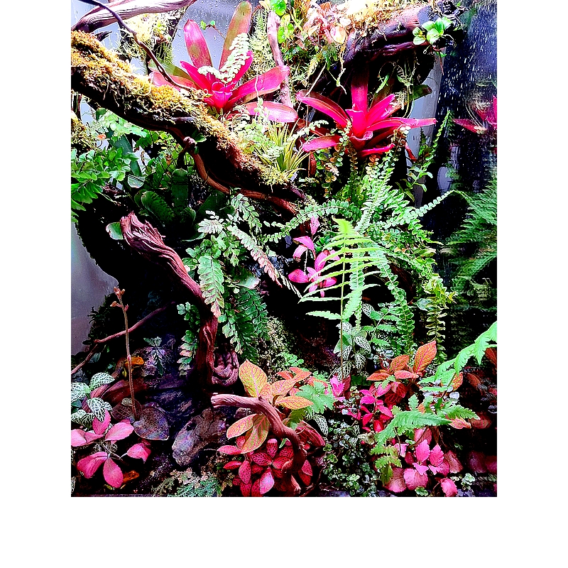 wiwarium tropikalne terrarium 2