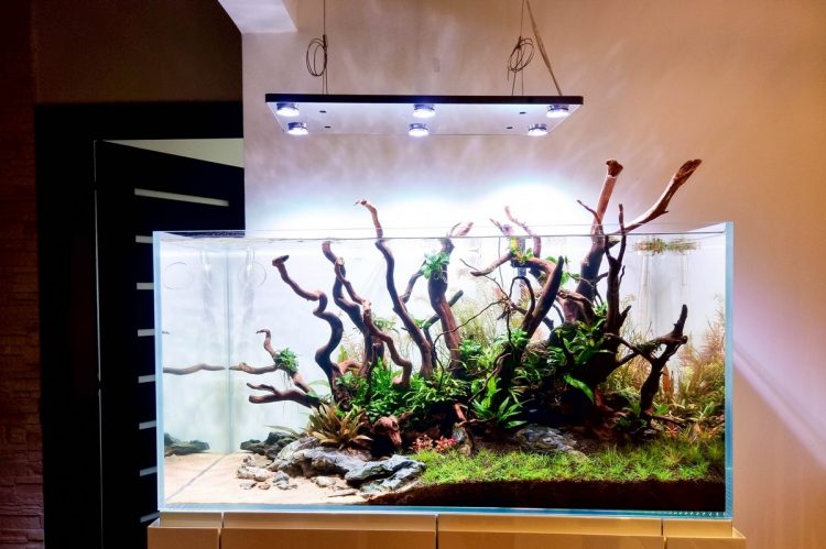 akwarium viv pure 100x50x50